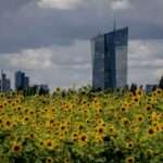 EBC sun Flowers