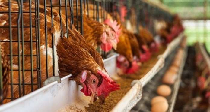 analysi pente systimaton ptinotrofias 696x373 1