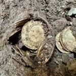 The-Coin-Hoard-in-Situ-Copy-e1662709819921