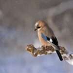 bird snow