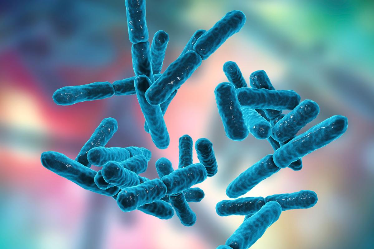 1740586502-archaea-or-archaeas-what-are-examples-and-difference-with-bacteria