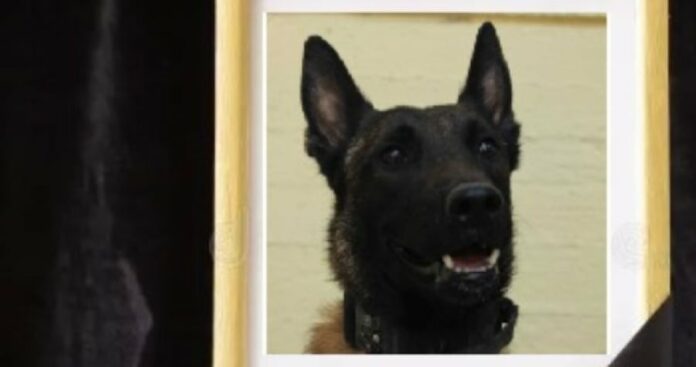 c43991e7b4a5e031d08744658cec832a L