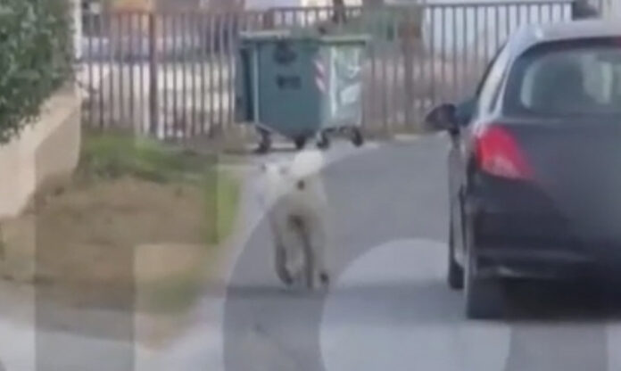 25128d21b52c58ba845e6fe93da831f3 L