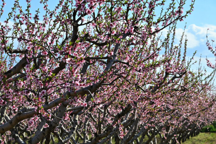 736d14c62d201812595a5cbb498aba87 L