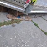 εικόνα_Viber_2026-04-03_09-32-33-404