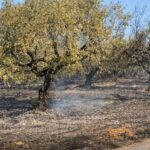 artinos.gr (12)